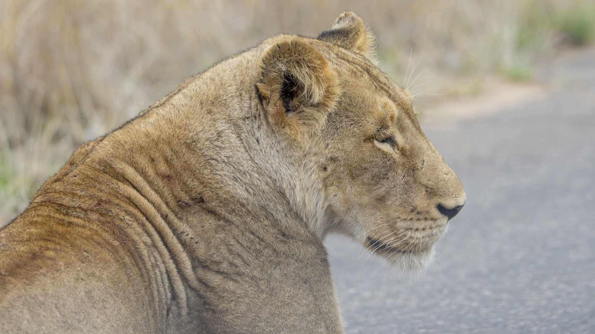 Kruger25 2025 11 02 15 33 53 ILCE 1M2 4315